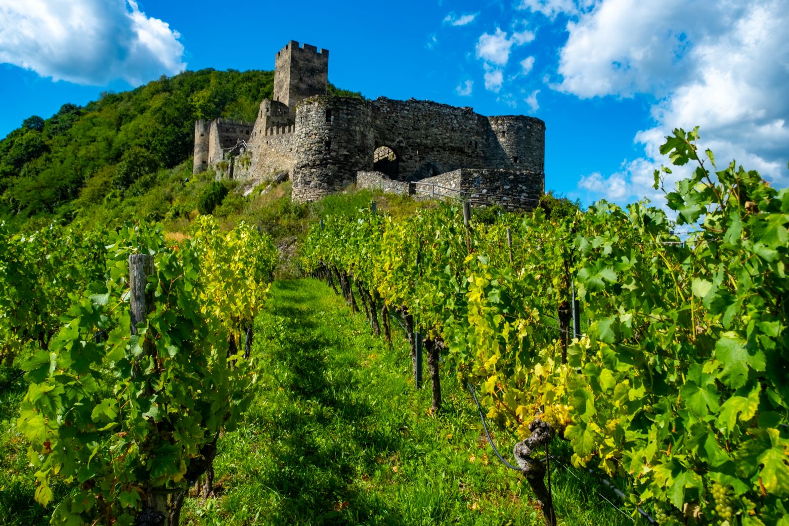 Vinfalt